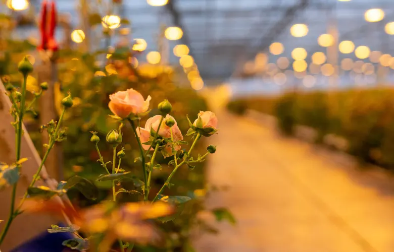 inspectieregels voor zonnepanelen en de gevolgen voor glastuinbouw